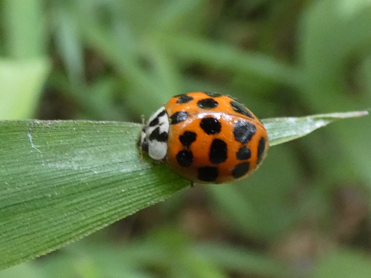 photo_4